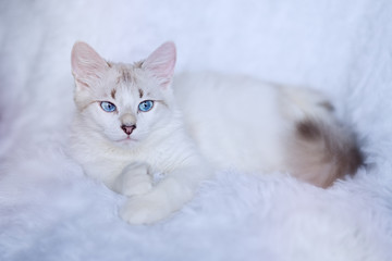 Obraz na płótnie Canvas White kitten with blue eyes relaxes in bed 