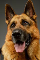 Portrait of an adorable German shepherd