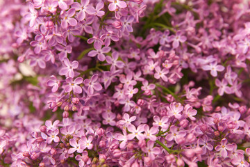 Naklejka premium A branch of blossoming lilac (syringa) flowers. Lilac background. Lilac closeup.