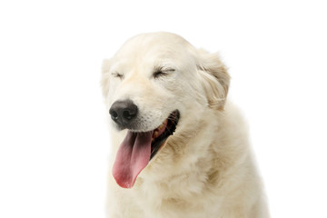 Obraz premium Portrait of a lovely Golden Retriever
