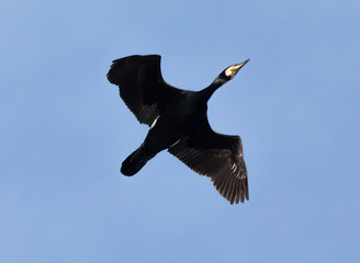 Phalacrocorax carbo
