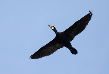 Large cormorant