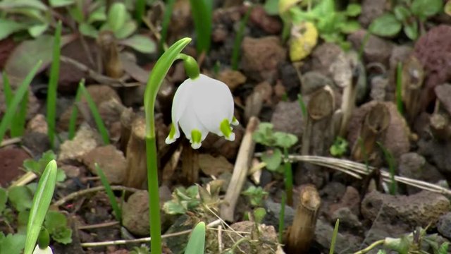 Ein einzelne Fr&uuml;hlingsknotenblume (Kamerazoomfahrt)