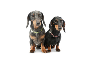 Studio shot of two adorable Dachshunds