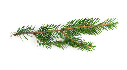 Fir branch