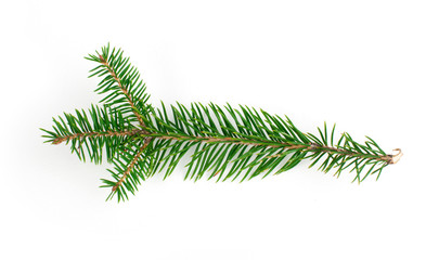 Fir branch