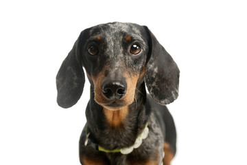 Portrait of an adorable Dachshund