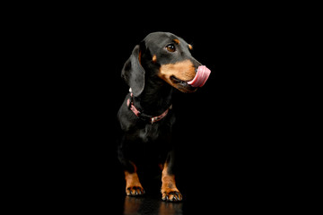 Studio shot of an adorable Dachshund