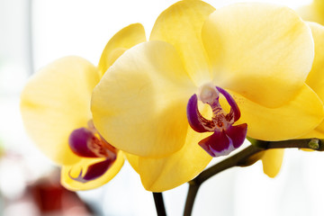 Fototapeta na wymiar Close up of yellow flowers of Orchid on blurred background