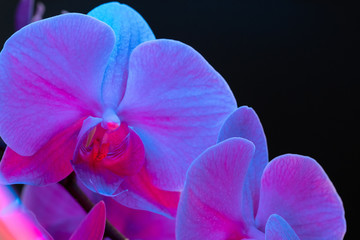 Naklejka na ściany i meble Branch of orchid flowers on dark background in neon light close up