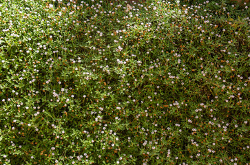 Blooming bush green floral natural background