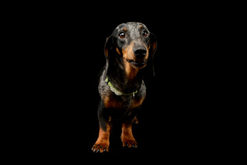 Studio shot of an adorable Dachshund