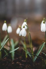 Close up of Galanthus (snowdrops) - white early spring flowers. Shallow depth of field, wide angle. Blurred background