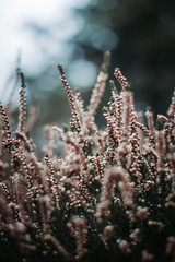 Moody pink close-up of heather (Calluna vulgaris) plant in woods. Shallow depth of field, wide angle. Soft focus with dark blurred bokeh background