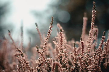 Moody pink close-up of heather (Calluna vulgaris) plant in woods. Shallow depth of field, wide angle. Soft focus with dark blurred bokeh background