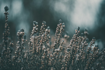 Fototapeta premium Moody dark close-up of heather (Calluna vulgaris) plant in woods. Shallow depth of field, wide angle. Soft focus with dark blurred bokeh background