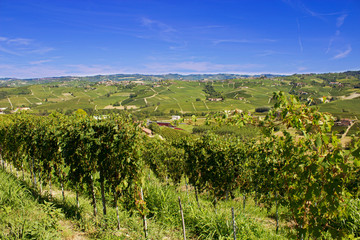 Fototapeta na wymiar Countryside of Barolo, famous wine production city of Langhe, Piedmont, Italy