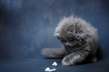 Gray little scottish fold kitten plays with wireless white headphones
