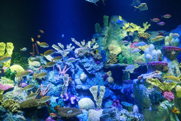 Obraz na płótnie Canvas Big aquarium with corals and fishes