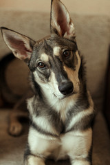  Portrait of a dog of gray-brown color with large protruding ears and cute brown eyes. Which lies in the room on the sofa.