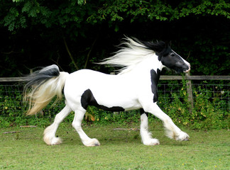 Obraz na płótnie Canvas Skewbald Pony at Liberty
