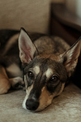  Portrait of a dog of gray-brown color with large protruding ears and cute brown eyes. Which lies in the room on the sofa.