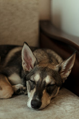  Portrait of a dog of gray-brown color with large protruding ears and cute brown eyes. Which lies in the room on the sofa.
