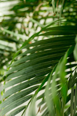 Creative tropical green leaves layout. Nature summer concept. Tropical jungle palm foliage