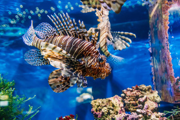 tropical exotic fish red lionfish Pterois volitans swims in an aquarium