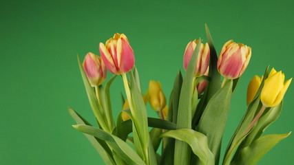 beautiful colorful tulips on a green background