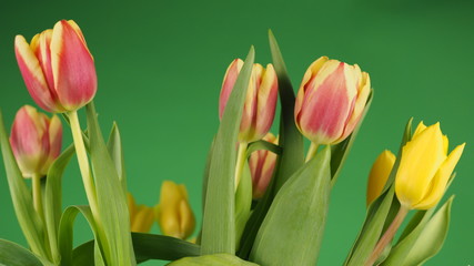 beautiful colorful tulips on a green background