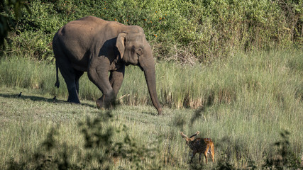 Single wild asian elephant walking in the Wayand Forest, India