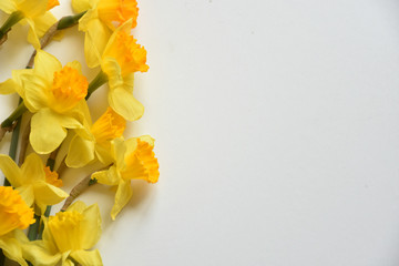 Fototapeta na wymiar daffodils flowers