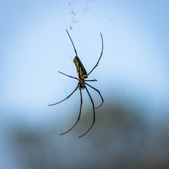 Large wild giant wood spider on its web macro