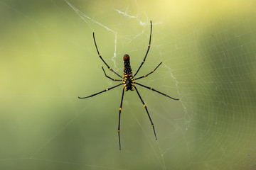 Large wild giant wood spider on its web macro