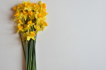 daffodils flowers