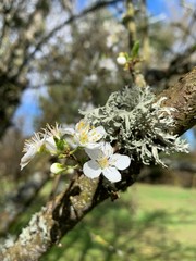 blooming apple tree in spring