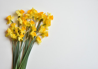 daffodils flowers