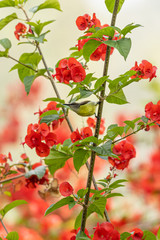 Obraz premium Single purple rumped sunbird perching on branch