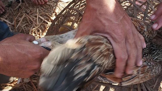 Farmer artificially inseminating chicken with syringe, top view