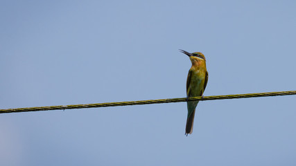 Single blue tailed bee-eater bird sitting on power line