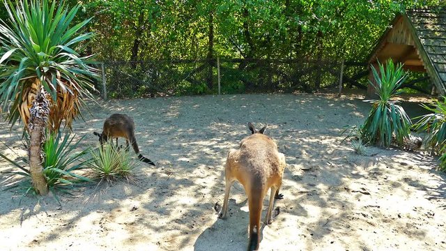 Kangaroo in Zoo Cute Wild Animal Videos