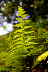 fern in the forest