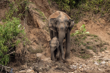 Obraz premium A mother and baby asian elephant approaching the banks of the Periyar River, Kerala, India