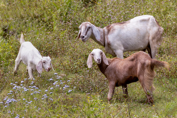 Three goats in a meadow with wildflowers in bloom
