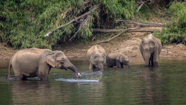 A Herd Of  Wild Asian Elephants Feeding In The Periyar River, Kerala, India