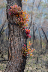 Epicormic leaf growth from a burnt tree trunk triggered after bush fires in Australia