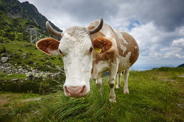 cow eat grass in the meadow against the background of the forest