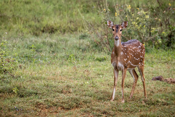 Single wild spotted deer standing in meadow