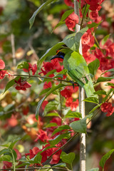 Obraz premium Golden fronted leaf bird perched on branch with red flowers